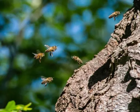 How Saving Honeybees Could Negatively Affect Other Bee Species